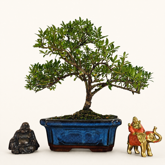 Japanese Holly (Ilex Crenata) Bonsai Tree | Shaped | In 25cm Pot  Bonsai Tree BlissVeranda